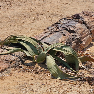 Petrified Forest - Welwitschia